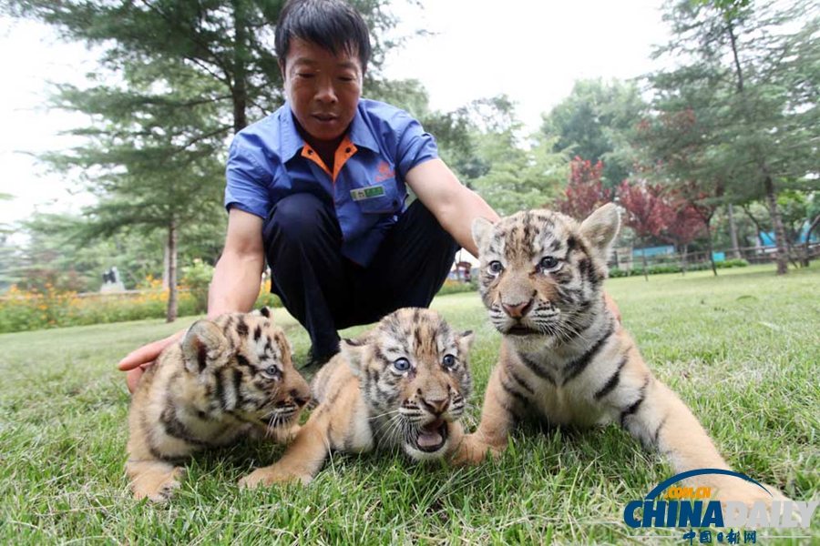 山東濰坊：三胞胎虎寶寶“出襁褓”