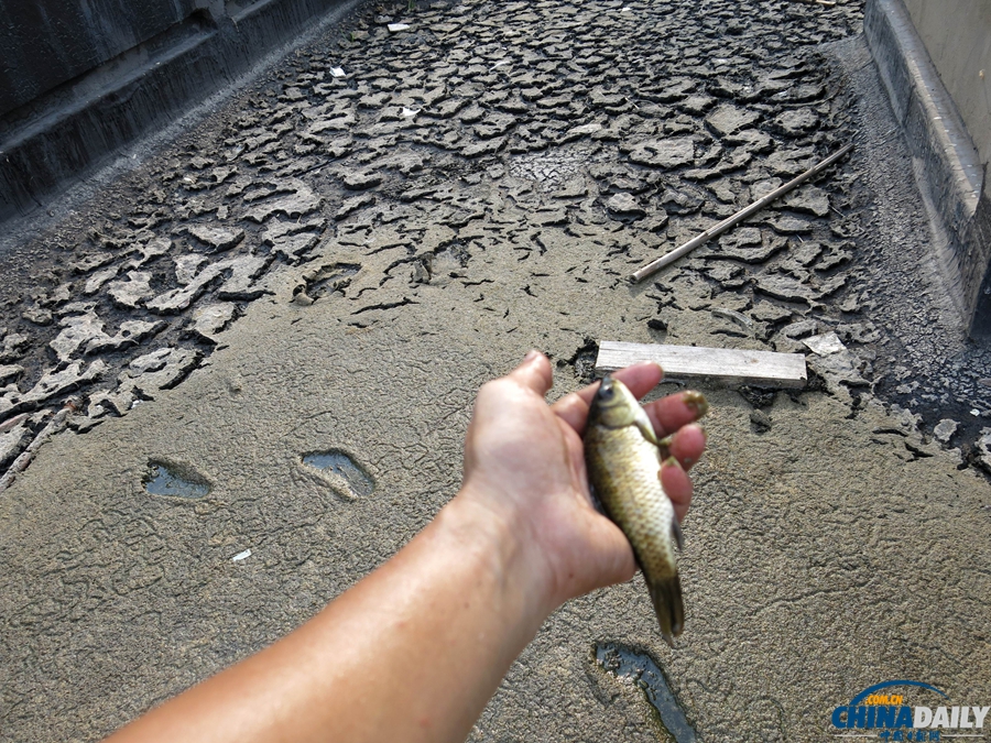 重慶：高溫持續 水庫干涸死魚被烤熟