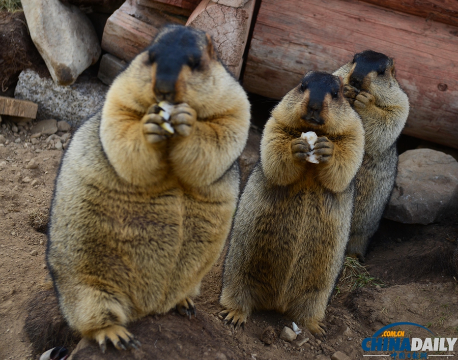 四川：超“萌”旱獺招人愛