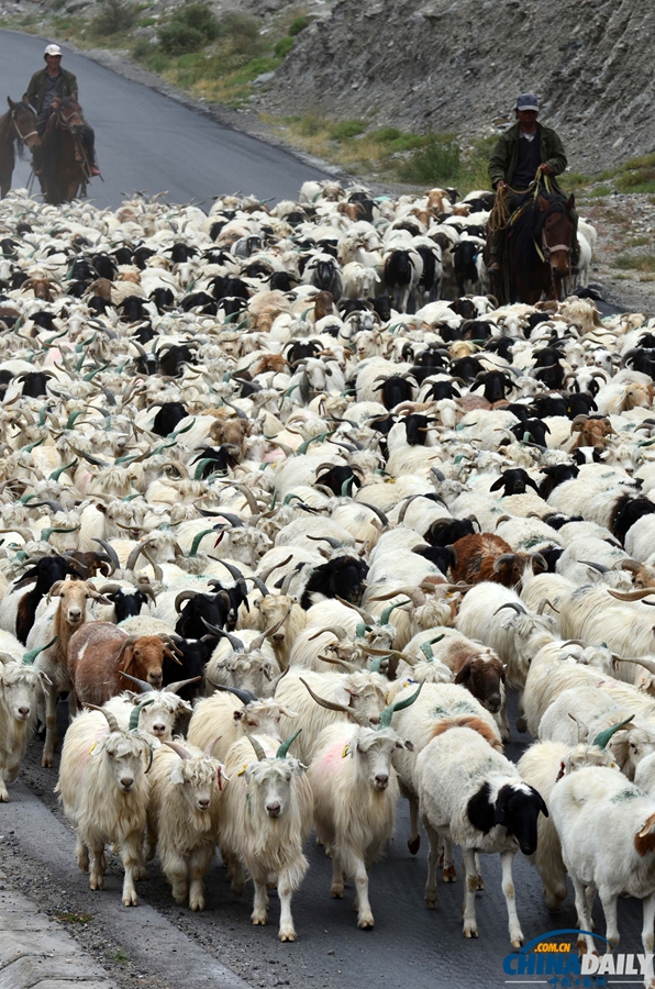高清組圖：新疆南部牧民牛羊陸續(xù)轉(zhuǎn)場