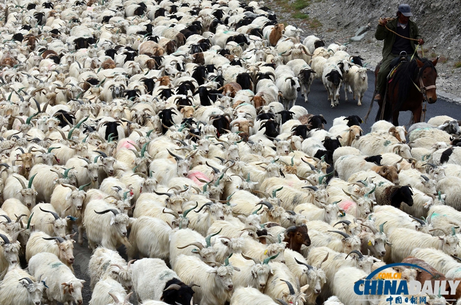 高清組圖：新疆南部牧民牛羊陸續轉場