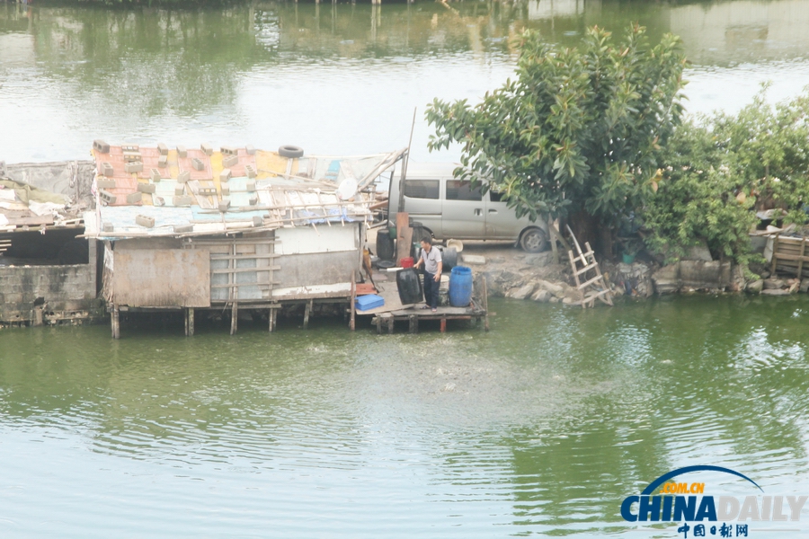 網曝海口上萬斤“垃圾魚”流向市場 官方介入調查