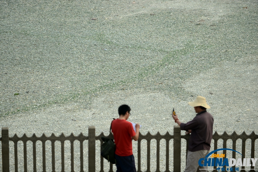 湖北武漢：府河40公里水道泛起成片死魚