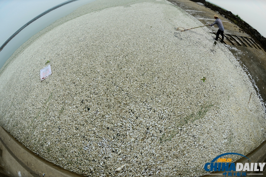 湖北武漢：府河40公里水道泛起成片死魚