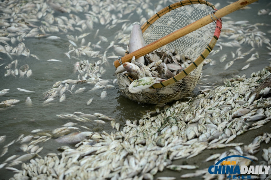 湖北武漢：府河40公里水道泛起成片死魚