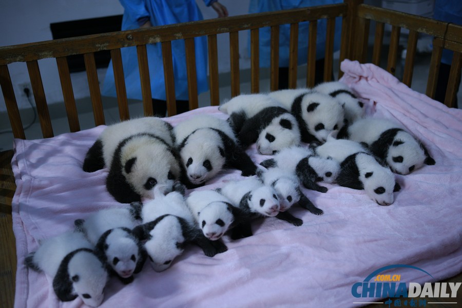 成都2013年新生大熊貓寶寶集體亮相