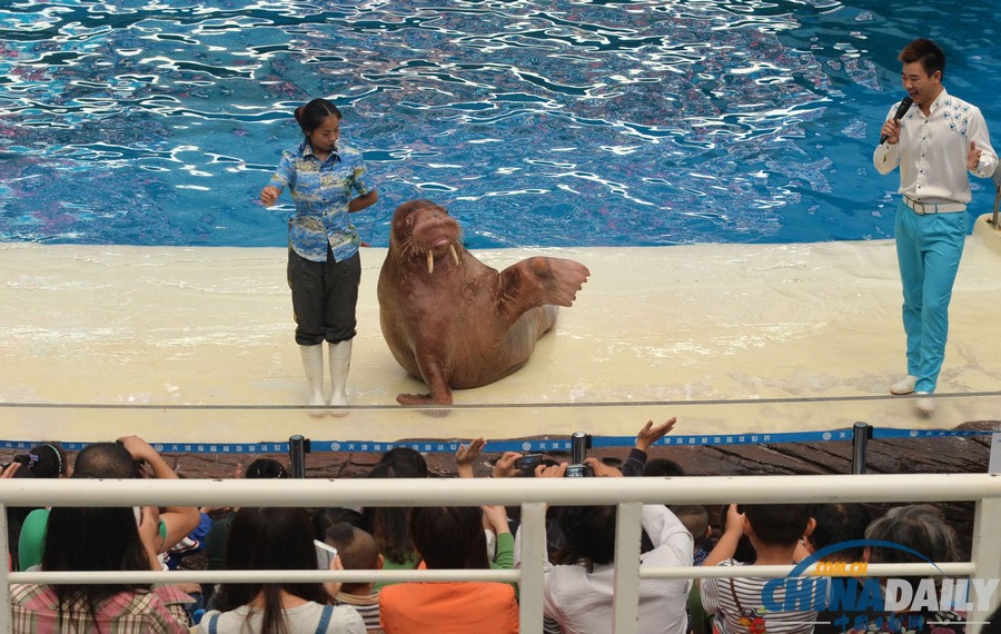 天津海洋館極地動物“大閱兵”