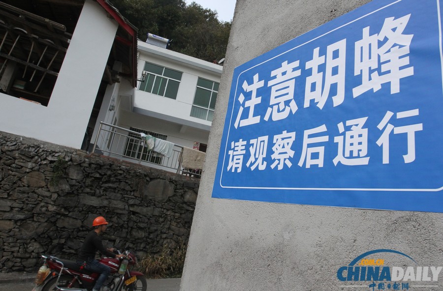 陜西三市42人被胡蜂蟄死 1周摘除蜂窩近千個