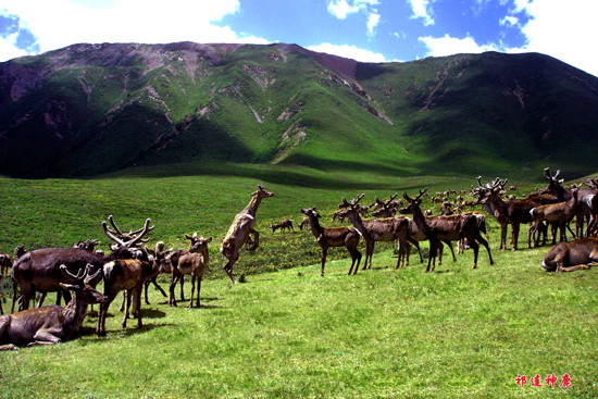 “祁連風光、裕固文化”正在成就 “中國最具民俗風情的旅游大縣”