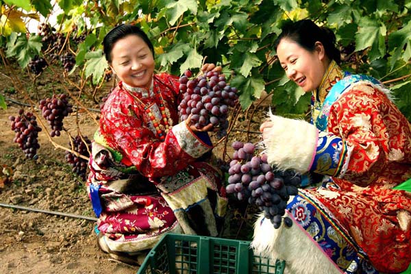 甘肅扶貧揚帆起航助農致富，放飛農民小康夢想