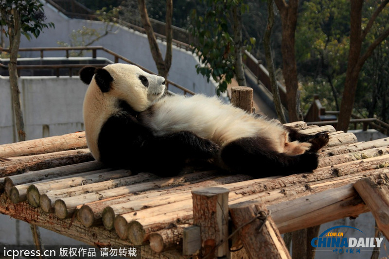 安徽休寧：大熊貓曬太陽(yáng)賣(mài)萌憨態(tài)可掬