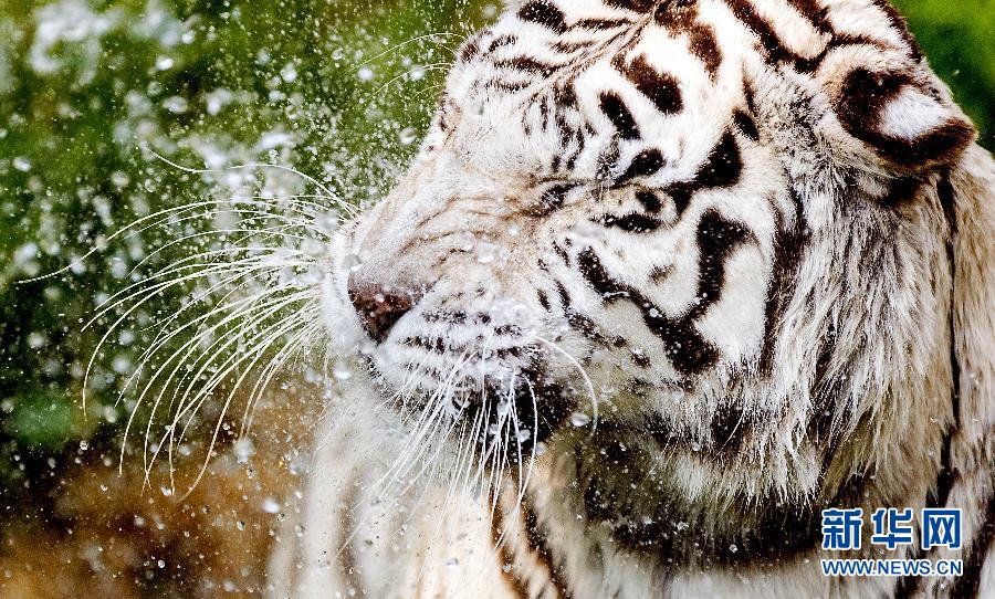 2013動(dòng)物狂想曲