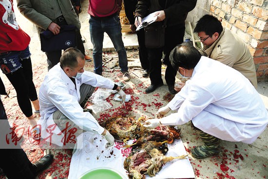 奇聞:放鞭炮嚇死一群雞？專家:雞群或因應激死亡