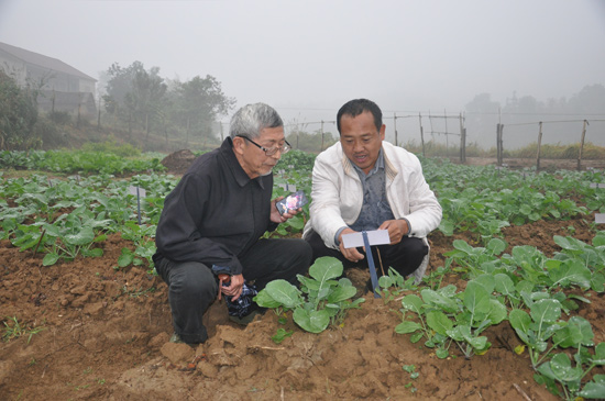 沈昌?。焊缸酉嗬^35年研究雜交油菜 離夢想還有“一大步”