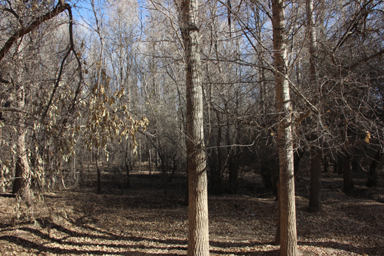 拿什么拯救日漸萎縮的老林場