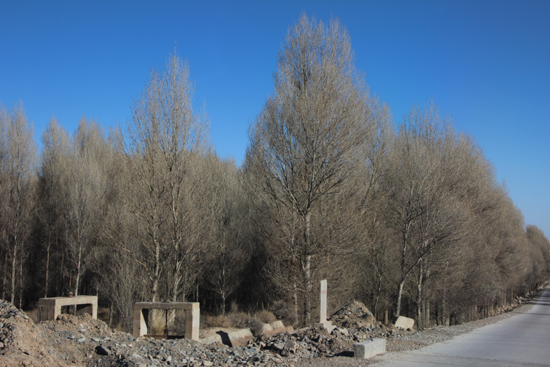 拿什么拯救日漸萎縮的老林場