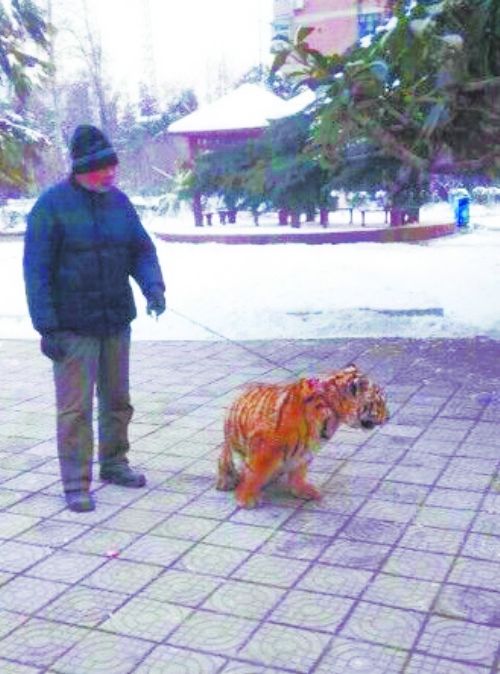 飼養員帶缺鈣老虎到公園鍛煉 市民:霸氣(圖)
