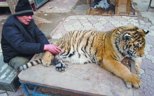 飼養員帶缺鈣老虎到公園鍛煉 市民：霸氣(圖)