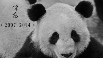 還原大熊貓錦意病亡前一小時:人工呼吸沒能救回