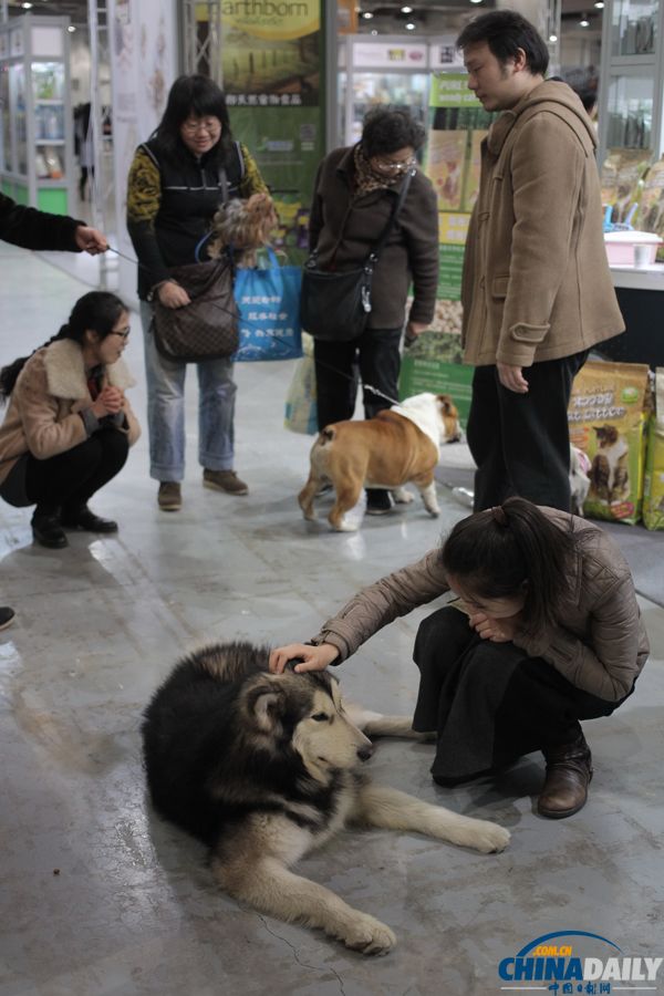第三屆上海犬博會上萌寵齊聚