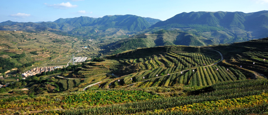 甘肅省清水縣遍山栽下?lián)u錢樹 滿載金果奔小康