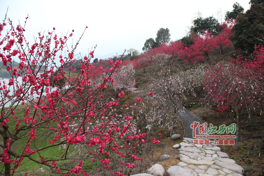 “第六屆全國網(wǎng)絡(luò)媒體江西游”采訪團暢游桃花島