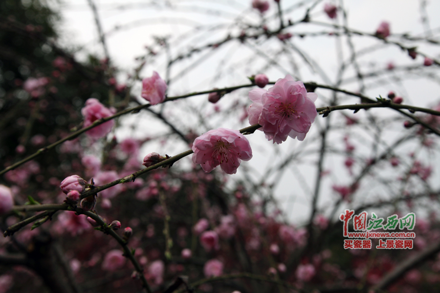 “第六屆全國(guó)網(wǎng)絡(luò)媒體江西游”采訪團(tuán)暢游桃花島