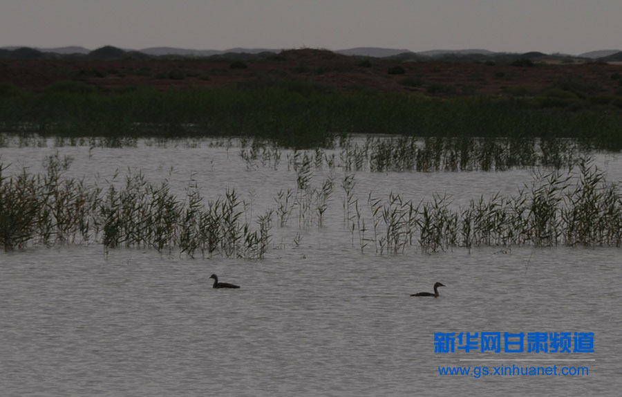 干涸半個世紀的甘肅民勤青土湖重現碧波