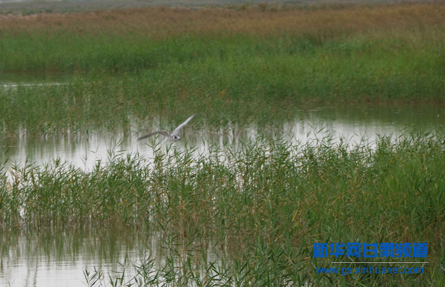干涸半個(gè)世紀(jì)的甘肅民勤青土湖重現(xiàn)碧波