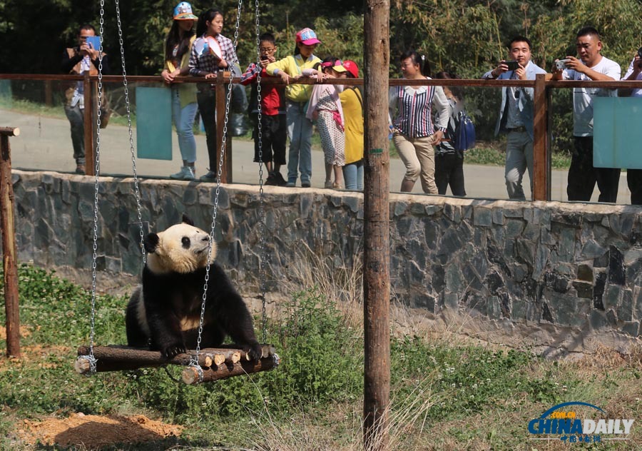 云南唯一大熊貓情緒低落 動(dòng)物園想盡辦法為其找樂(lè)