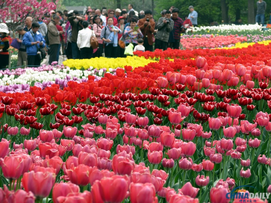 北京植物園首次搭臺賞花
