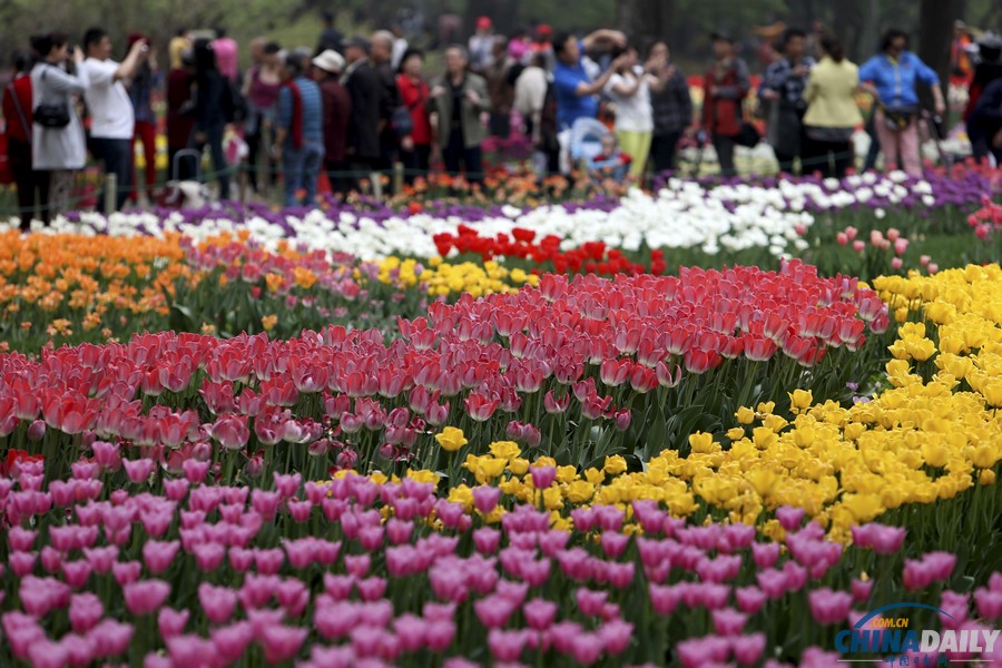 北京植物園首次搭臺賞花