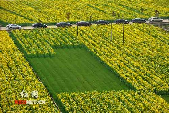 油菜花地6000盞燈籠拼成神農畫像