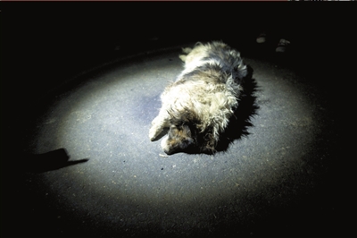 志愿者高速截車救狗 11.5萬買下五百條生命