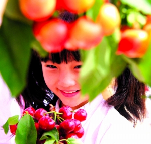 櫻桃采摘正當時 點紅京城初夏