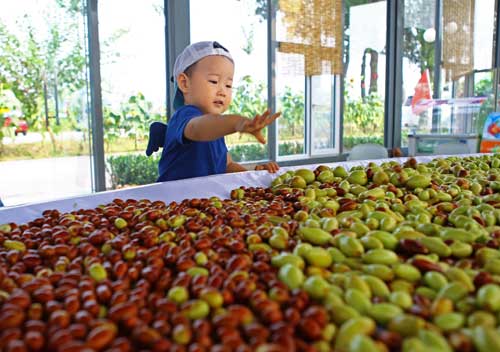 皇家貢棗百姓嘗