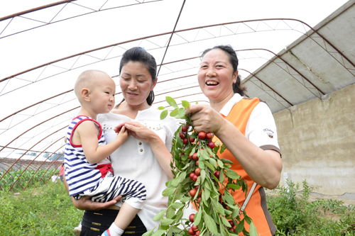 平谷“莊戶人”歐李采摘季開幕
