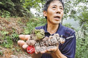 重慶綦江發現“史前巨型蚯蚓” 像蛇一樣長