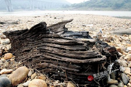 洪水退了意外驚現“植物木乃伊”陰沉木