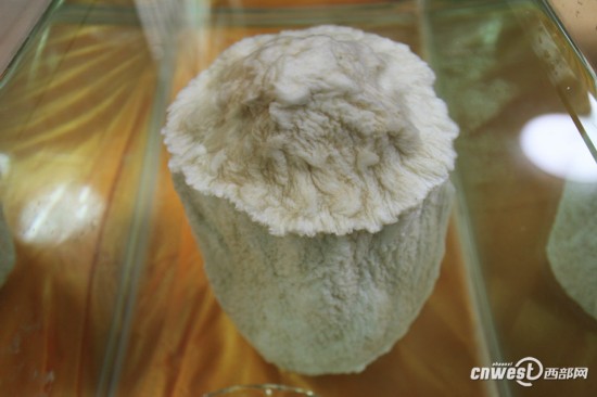 重慶城口頻現千年“神物”：銀白太歲、千年杜鵑王 圖