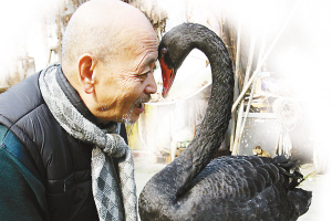 20年前救待宰黑天鵝 畫家昏迷4天10只黑天鵝輪番守護