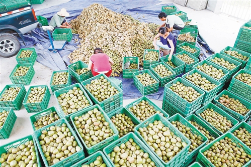 新常態下,尋求農業發展方式新轉變