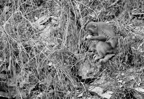 野生獼猴群重現巫溪蘭英鄉