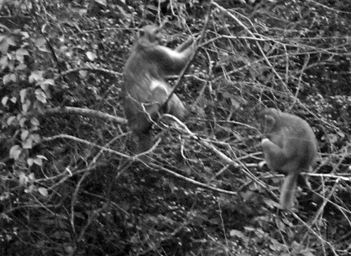 野生獼猴群重現巫溪蘭英鄉
