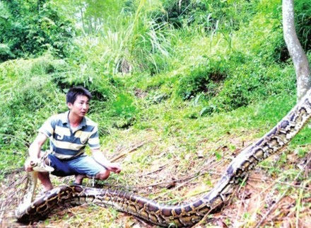 閩候3只巨蟒下了100多個(gè)蛋續(xù)：捕蛇能手苦戰(zhàn)巨蟒