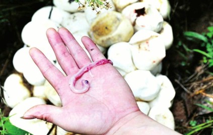 閩候3只巨蟒下了100多個(gè)蛋續(xù)：捕蛇能手苦戰(zhàn)巨蟒