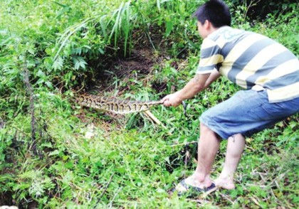 閩候3只巨蟒下了100多個(gè)蛋續(xù)：捕蛇能手苦戰(zhàn)巨蟒