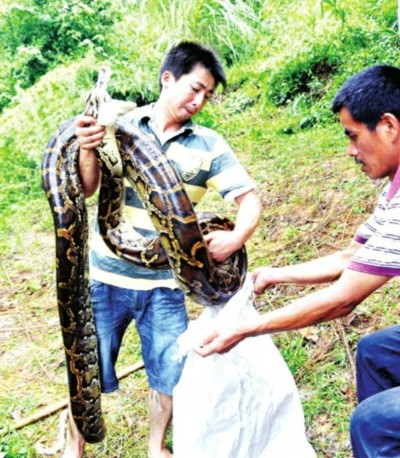 閩候3只巨蟒下了100多個(gè)蛋續(xù)：捕蛇能手苦戰(zhàn)巨蟒