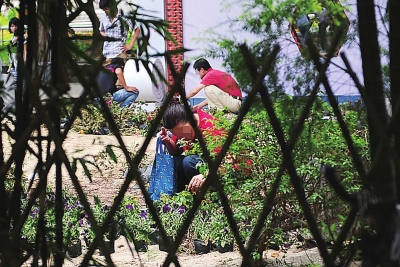 西湖盆景展撤展盆花遭哄搶 市民辯稱幫忙清理垃圾