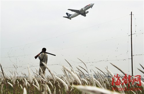 福州機場驅鳥人：鳥兒是對手，更是朋友